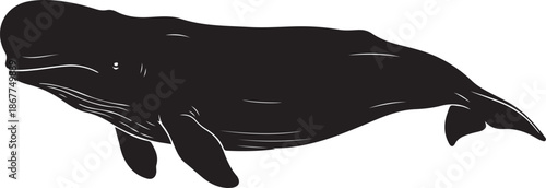 Beluga Whale Silhouette on White Background