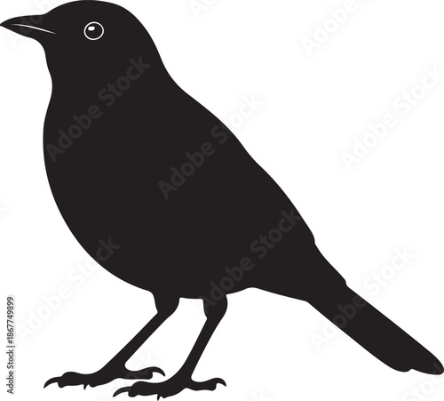 Blackbird Silhouette on White Background