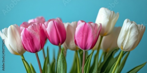 A close-up photo of a bunch of fresh tulips with vibrant pink and pure white petals.
