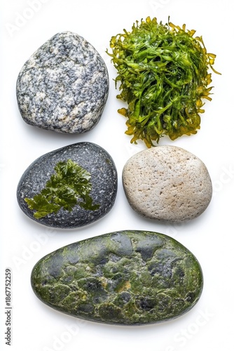 Close-up photograph of five different types of rocks showing their unique textures and patterns along with various shades of algae growth on them.