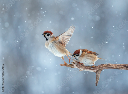 Two cute plump sparrows sit in a winter snowy garden on a branch of a dry tre...