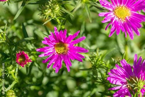 Flowering bush of autumn perennial aster.