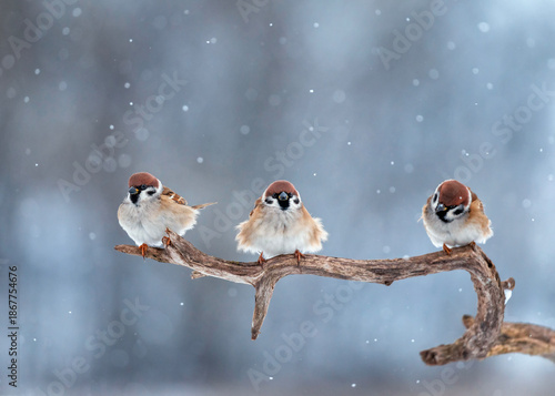 Three cute plump sparrows sit in a winter snowy garden on a dry tree branch