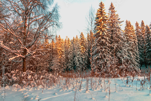 Winter landscape of snowy coniferous forest on a frosty day in January.