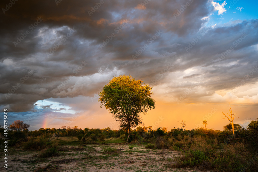 Fototapeta premium A Lonely Tree, Sunset and Stormy Skies over the Okavango Delta, Bostwana