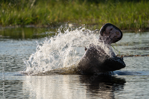 Fotografia Hippo Yawning and thrashing in the Okavango Delta