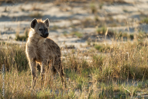 hyena in grass