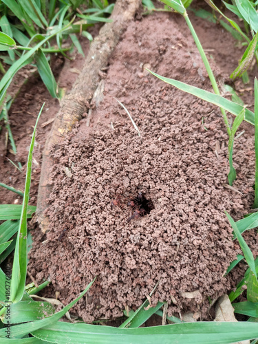 mole in the ground