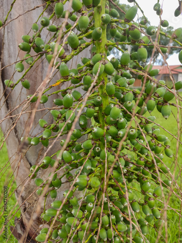 green tree branches