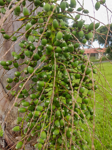 green apples on a tree