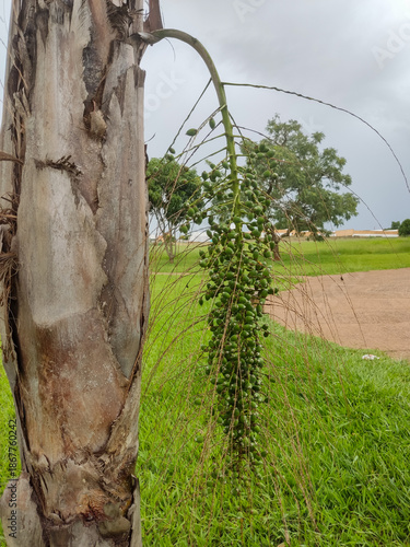 tree in the garden