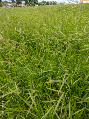green wheat field