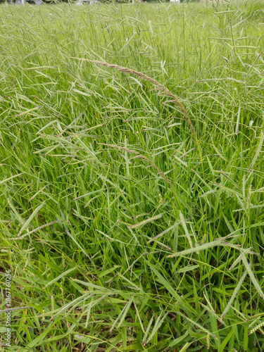 green grass background