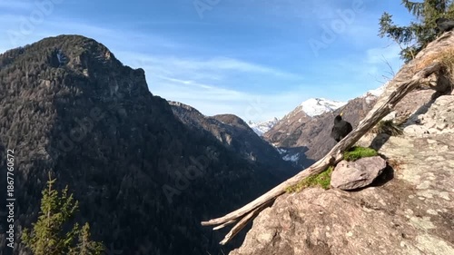Golden Eagle in Slow Motion Flying Over the Italian Alps