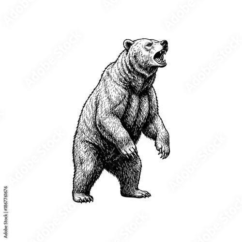 Grizzly bear standing engraving.