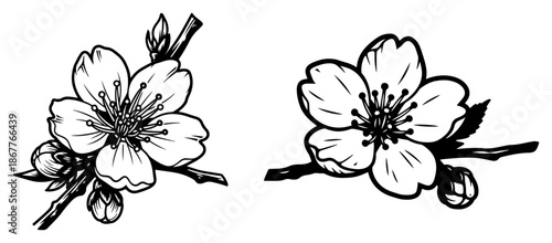 Blooming cherry blossom flowers on branch sketch