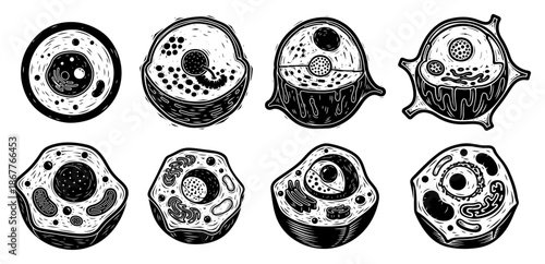 Set of biological cell structure diagrams with organelles in sketch style