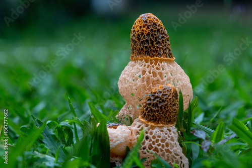 Fototapeta Phallus indusiatus, commonly called the basket stinkhorn, bamboo mushrooms, bamboo pith, long net stinkhorn, crinoline stinkhorn, bridal veil, or veiled lady, is a fungus in the family Phallaceae