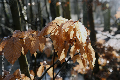 Close-up of dry brown beech leaves illuminated by bright sunlight in a winter forest. The sunlight creates a translucent effect on the foliage, highlighting natural veins and textures against a soft b