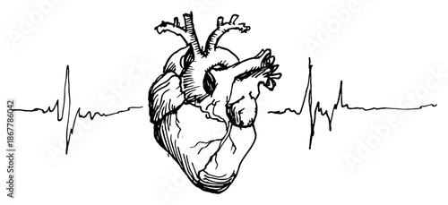 Realistic anatomical human heart connected with electrocardiogram heartbeat pulse line