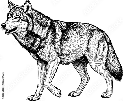 Standing Wolf Line Art Illustration in Vintage Engraving Style, Black and White Full Body Wolf Drawing for Logo, Tattoo, Wildlife and Nature Design