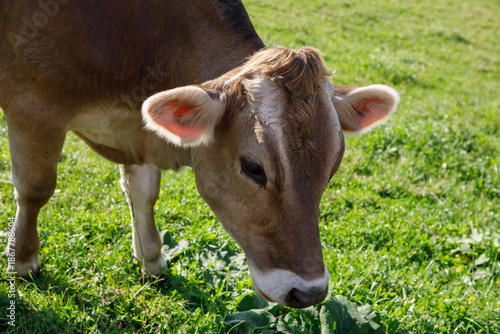 Close Up Of Brown Swiss Cow Grazing In Green Bavarian Meadow