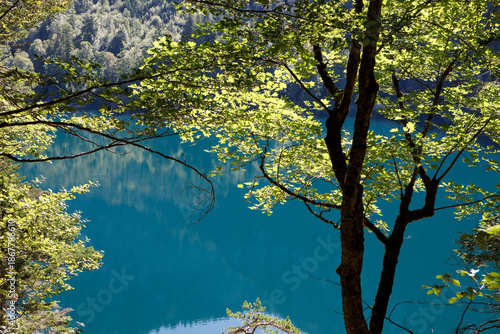 Turquoise Waters Of Alpsee Lake Through Green Trees in Schwangau, Germany