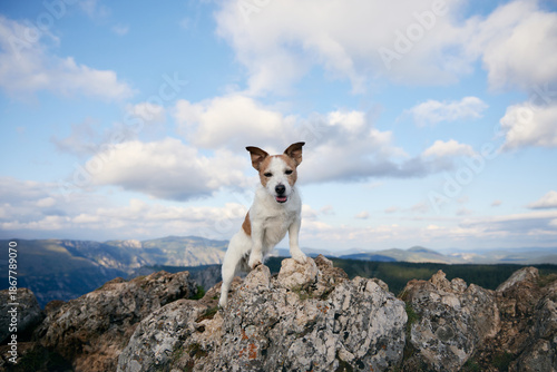 The dog gazes forward on jagged terrain with soft directional lighting. Behind it stretch mountains under a blue and white sky.