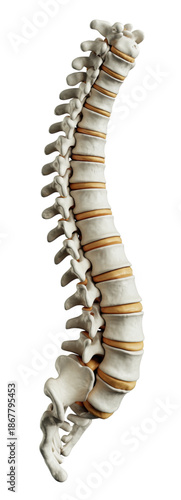 3D Human Spine Model with Detailed Vertebrae and Discs for Medical and Anatomical Studies