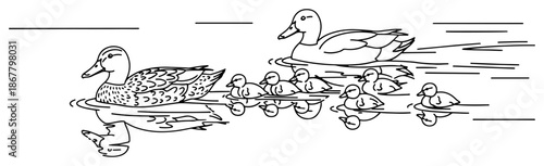 Duck family swimming in water with ducklings following mother