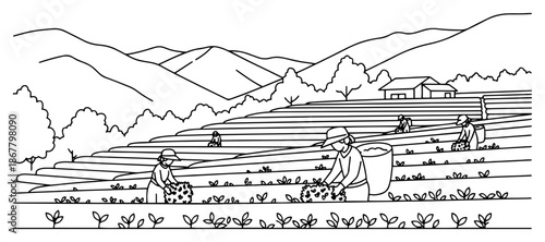 Farmers harvesting tea leaves in terraced mountain fields line art