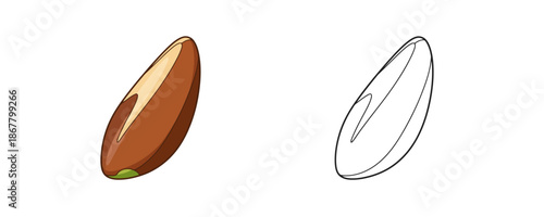 Brazil nut kernel in cartoon style with brown and beige colors representing healthy organic snacks for food catalogs or educational materials