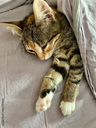 Serene small kitten with closed eyes sleeping under warm covering
