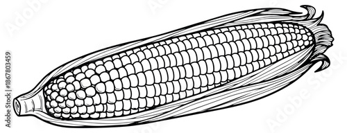 Hand drawn line art illustration of corn depicting a partially peeled ear for food illustrations