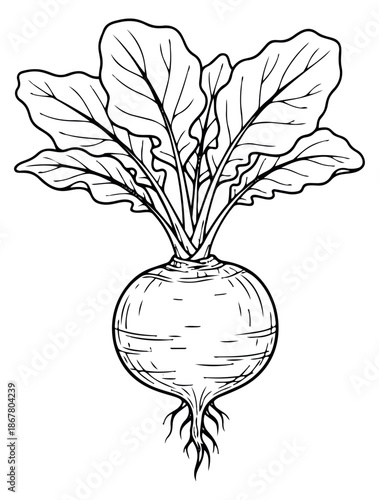 Hand drawn line art illustration of a beet depicting a fresh root vegetable with lush leaves and roots for healthy eating and gardening