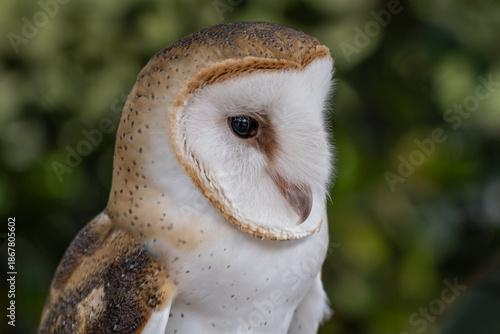 Barn Owl