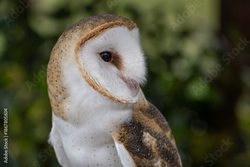 Barn Owl