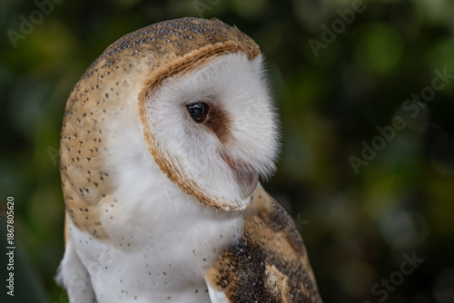 Barn Owl
