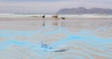 Lying light-blue surgical mask sinking into wet rippled sand at beach, showing distant dog walkers