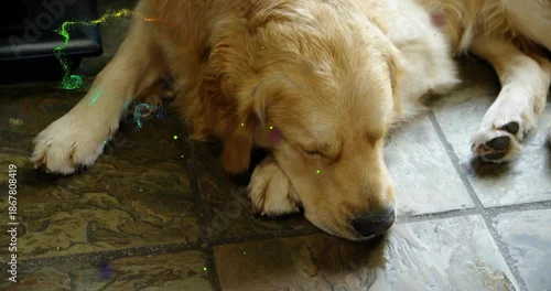 Fototapeta samoprzylepna Lying golden retriever resting head on paw on kitchen tiles, paws and green-purple speckles