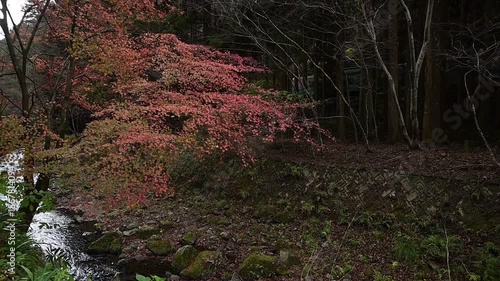 紅葉の色づいた鞍馬の山間を走る800系普通列車 （叡山電鉄 鞍馬線 貴船口 - 鞍馬, 2025年12月）