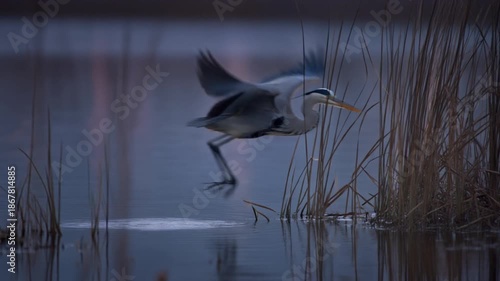 Provo River grey heron standing still in the shallow marshy waters during a calm evening twilight