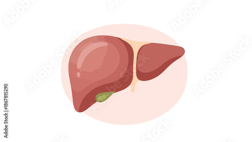Stylized illustration of a healthy human liver with gallbladder, depicted in a simple, clean medical diagram.