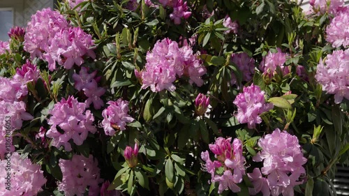 Blooming pink rhododendron flowers on a green bush in natural daylight. Spring garden scene with fresh leaves, floral texture, and lush ornamental plant outdoors.