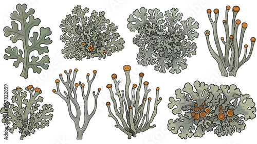 A set of eight gray lichen illustrations with orange tips on a