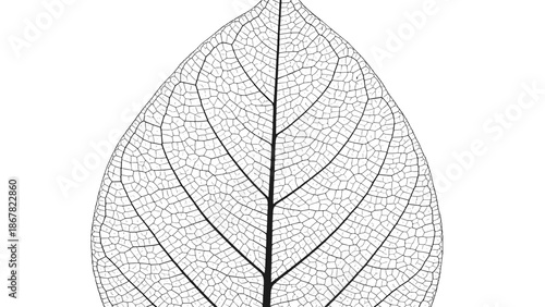 A delicate leaf skeleton illustration with intricate veins on a