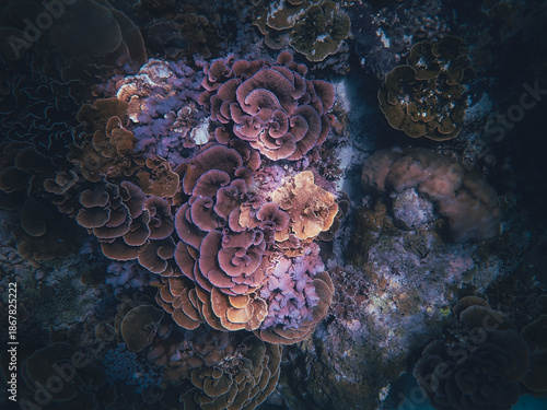 underwater coral reef