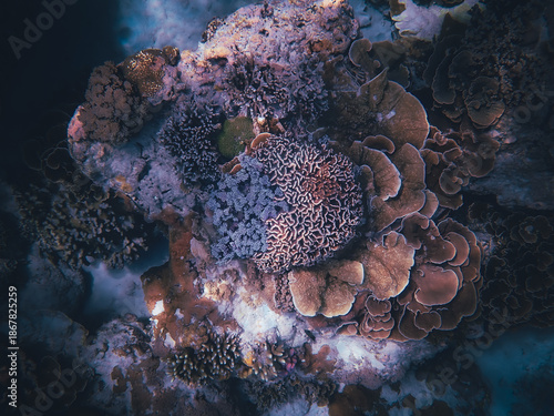 coral reef