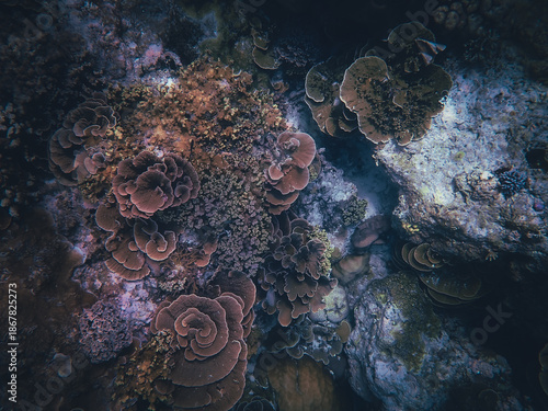 underwater coral reef