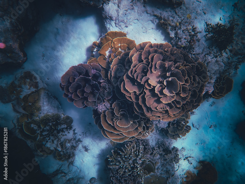 coral reef in the sea